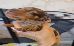 Miniature Dachshund dogs for sale: True to type mini dachshunds  - Image 4