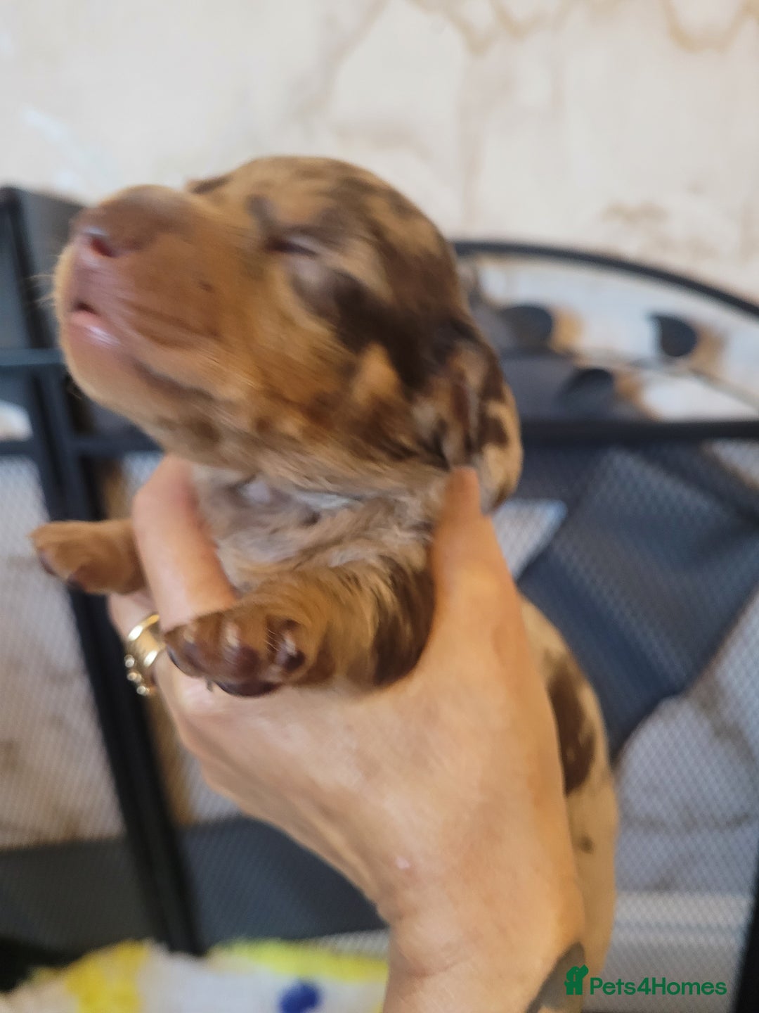 Miniature Dachshund dogs for sale: True to type mini dachshunds  - Image 4