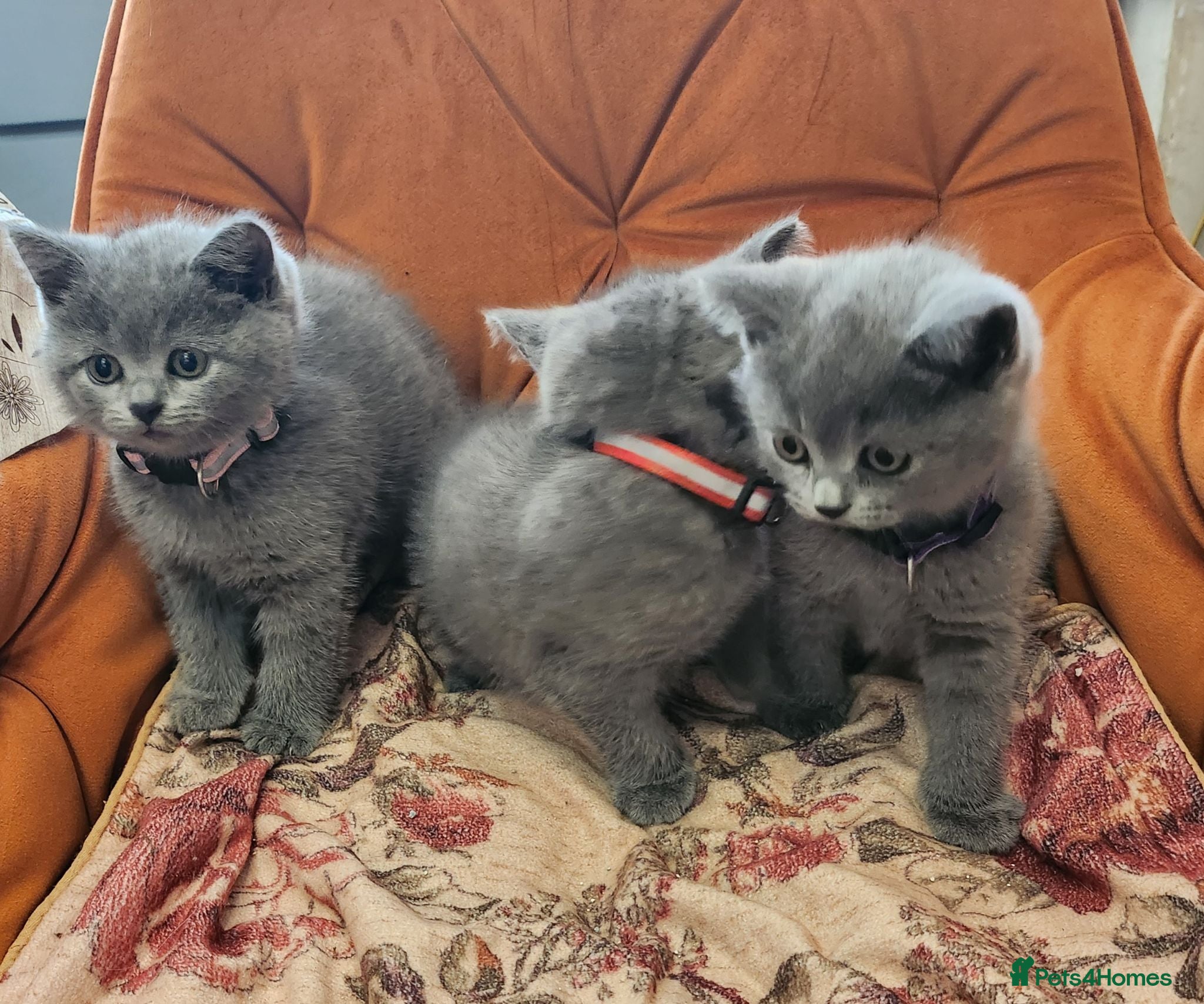 British Shorthair cats Brithish shorthair kittens  - Advert 8