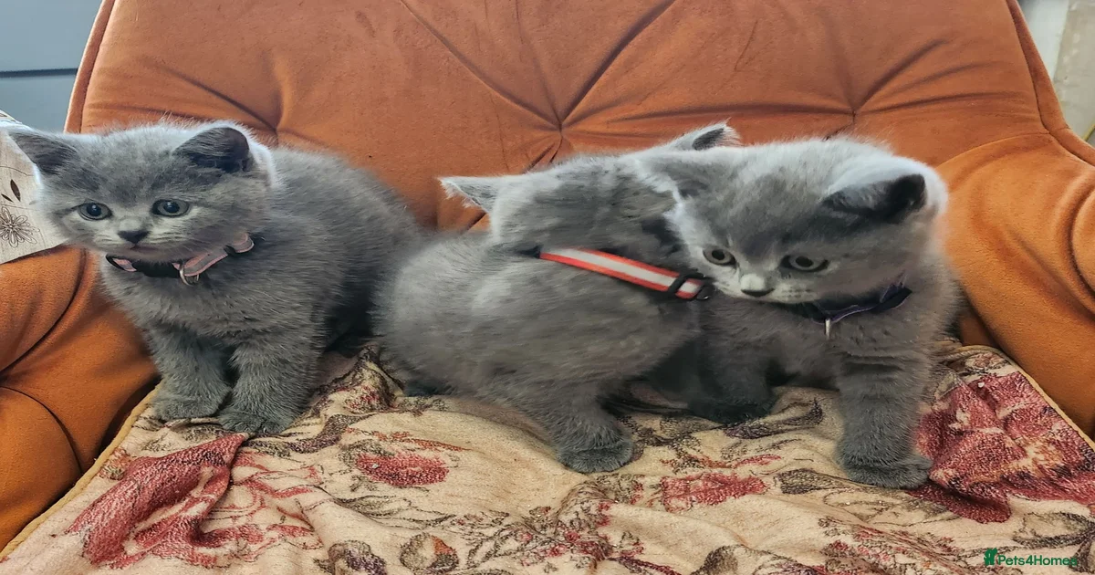 kittens-for-sale-in-maidstone-kent-pets4homes