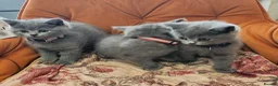 British Shorthair cats for sale: Brithish shorthair kittens ready to go  - Advert 1