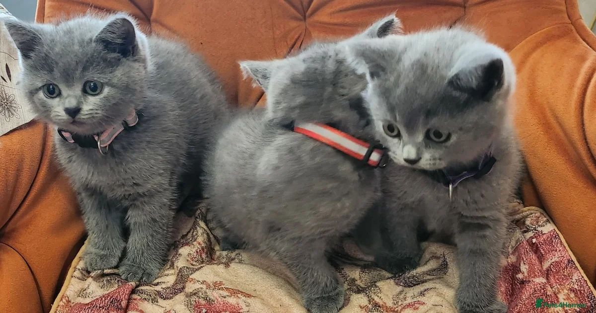 Kittens For Sale In Maidstone Kent Pets4Homes kittens-for-sale-in-maidstone-kent-pets4homes
