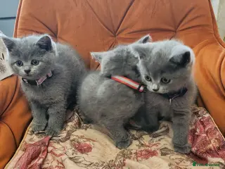 British Shorthair cats Brithish shorthair kittens ready to go - Advert 4
