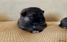 Shepsky dogs for sale: Gorgeous Shepsky pups (German shepherd x Husky) - Image 5