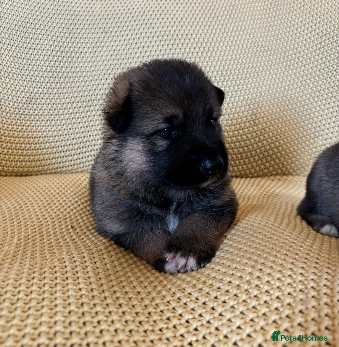 Shepsky dogs for sale: Gorgeous Shepsky pups (German shepherd x Husky) - Image 5