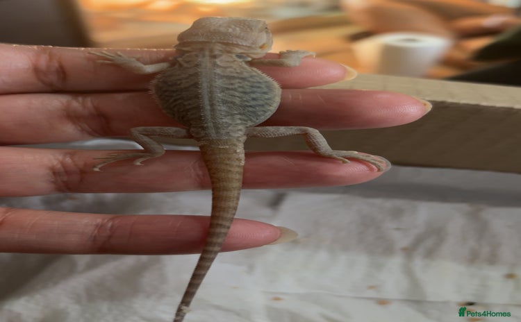Bearded Dragon reptiles - Advert 16
