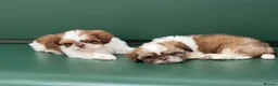 Shih Tzu dogs for sale: Highly Pedigreed Pure Breed Shih Tzu Puppies - Advert 6