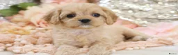 Cavapoo dogs for sale: Health Tested Cavapoo Puppies - Advert 19