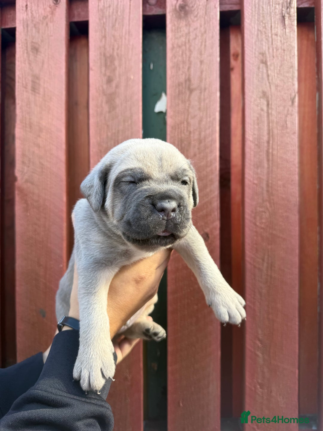 Cane Corso dogs for sale: cane corso pups - Image 18