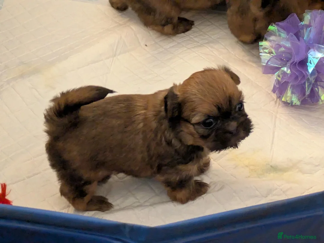 Shih Tzu dogs for sale: 2 Shih Tzu puppies for sale - Advert 3
