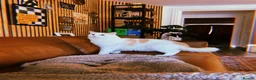 Ragdoll cats for sale: Handsome Male Ragdoll in Exeter - Advert 3