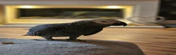 Parrots birds for sale: African grey  in Burnley - Advert 4