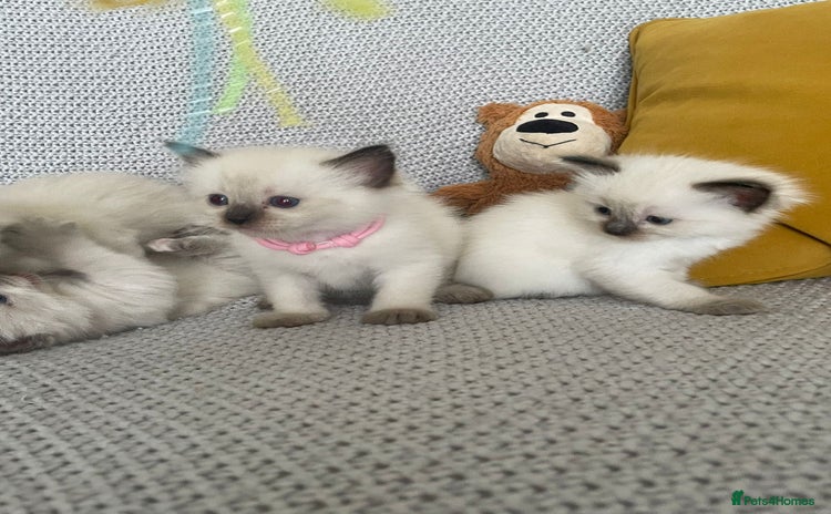 Ragdoll cats - Advert 12