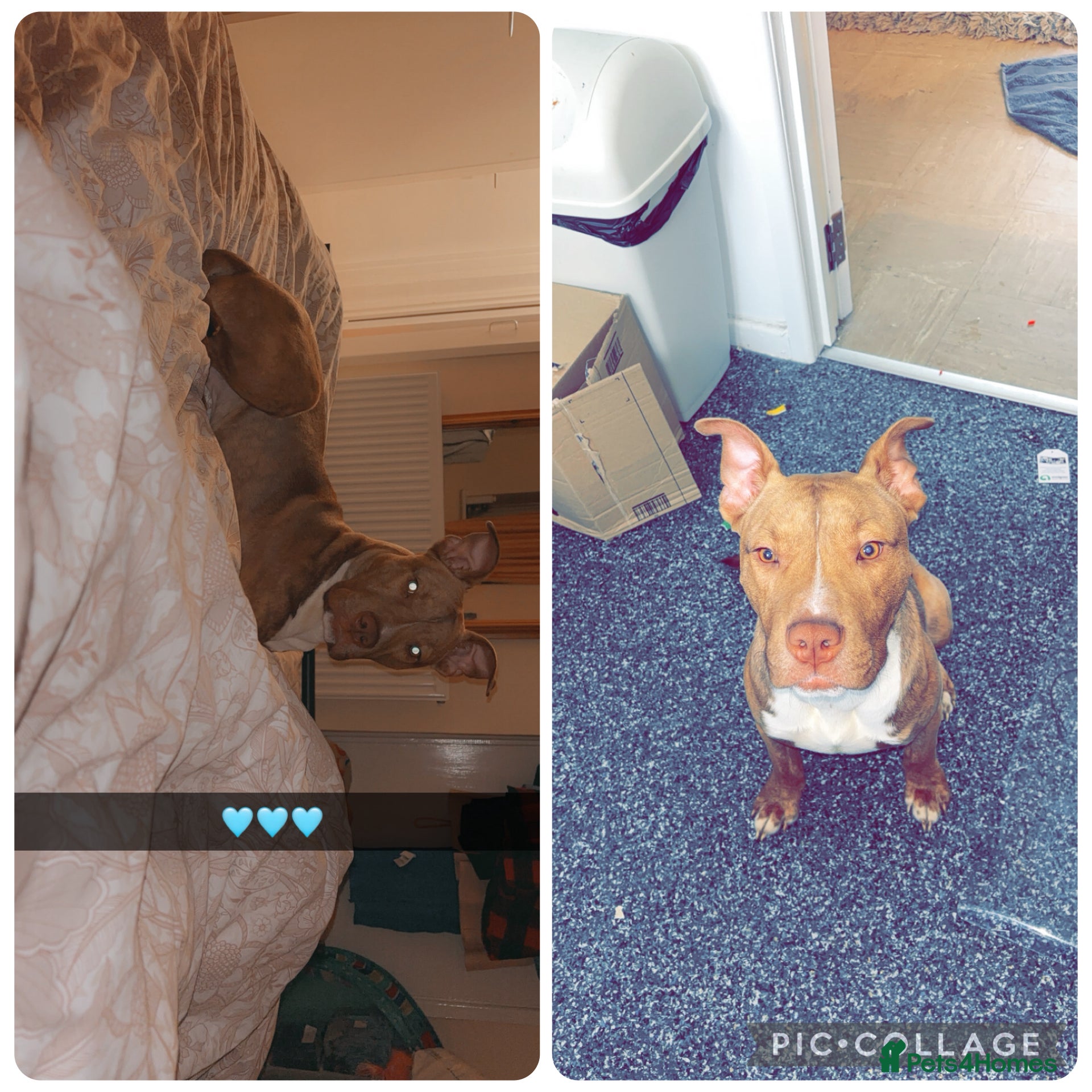 Mixed Breed dogs Jeff- 9 month old mix breed  - Advert 14