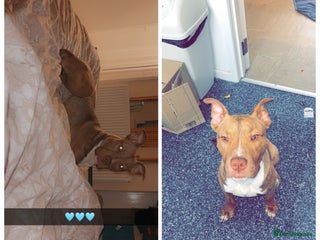 Mixed Breed dogs - Advert 27