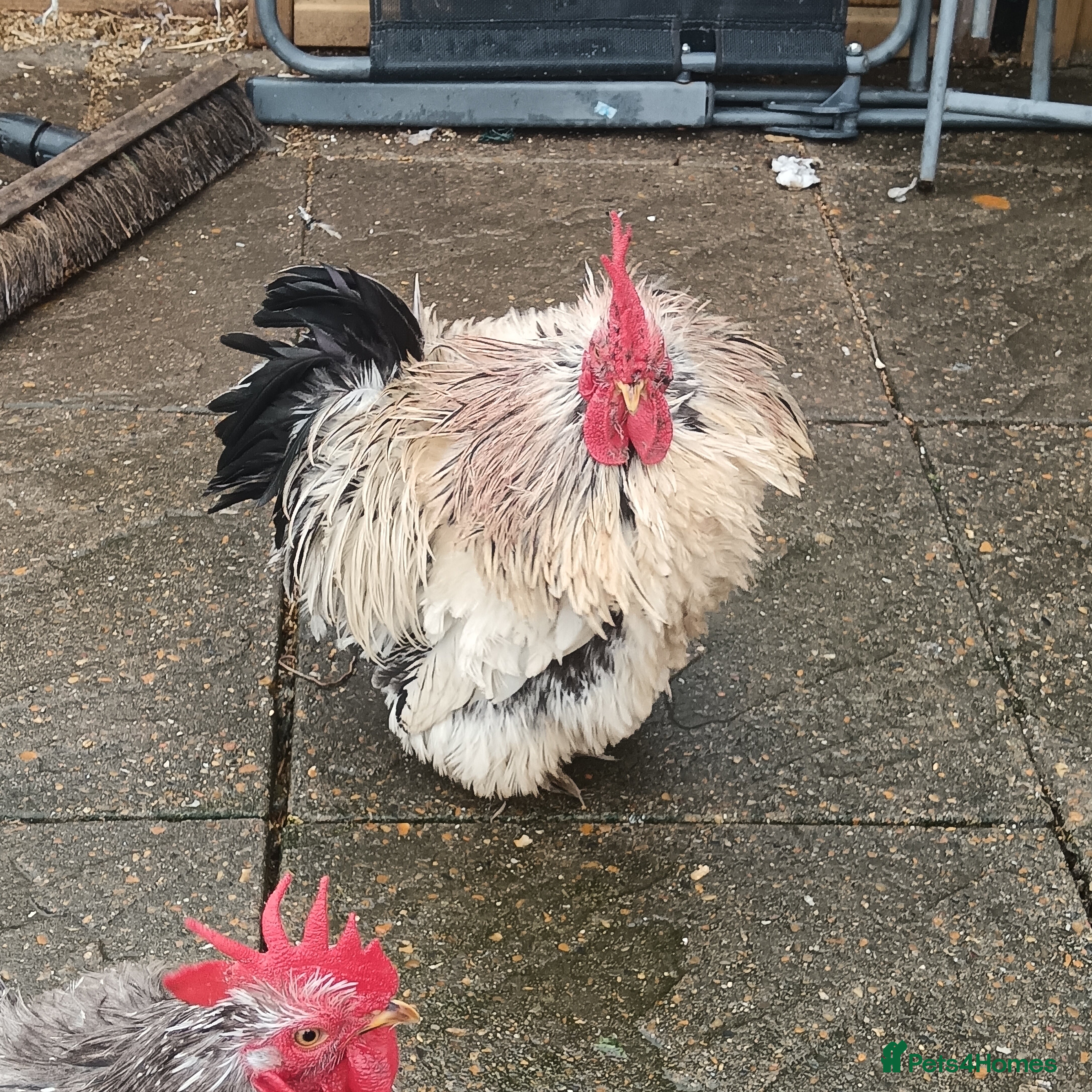 Hens poultry Frizzle chickens - Advert 7