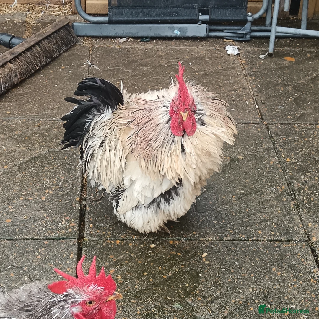 Hens poultry for sale: Hens for free - Advert 5