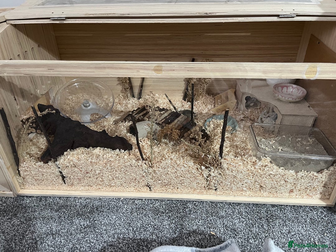 Hamster rodents for sale: female syrian hamster - Image 2