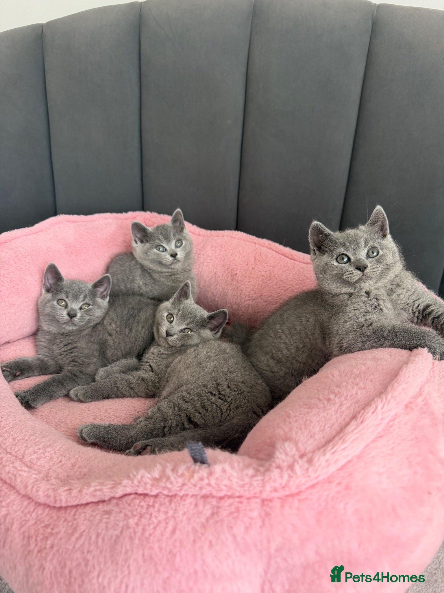 British Shorthair cats British shorthair kittens - Advert 2