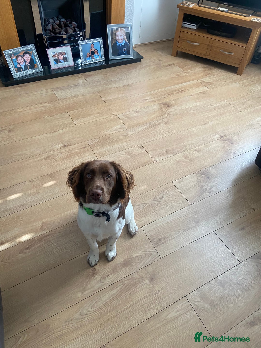 English Springer Spaniel dogs for sale: Springer spaniel  - Image 4