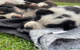 Border Collie dogs for sale: Adorable Border Collie pups for sale - Image 11