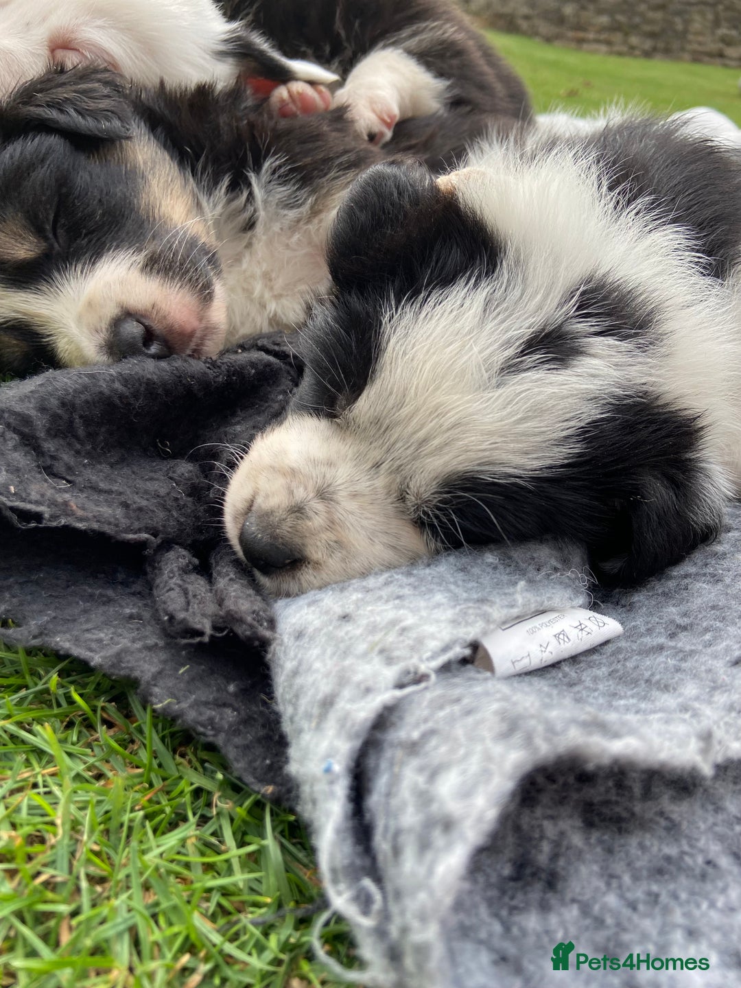 Border Collie dogs for sale: Adorable Border Collie pups for sale - Image 11