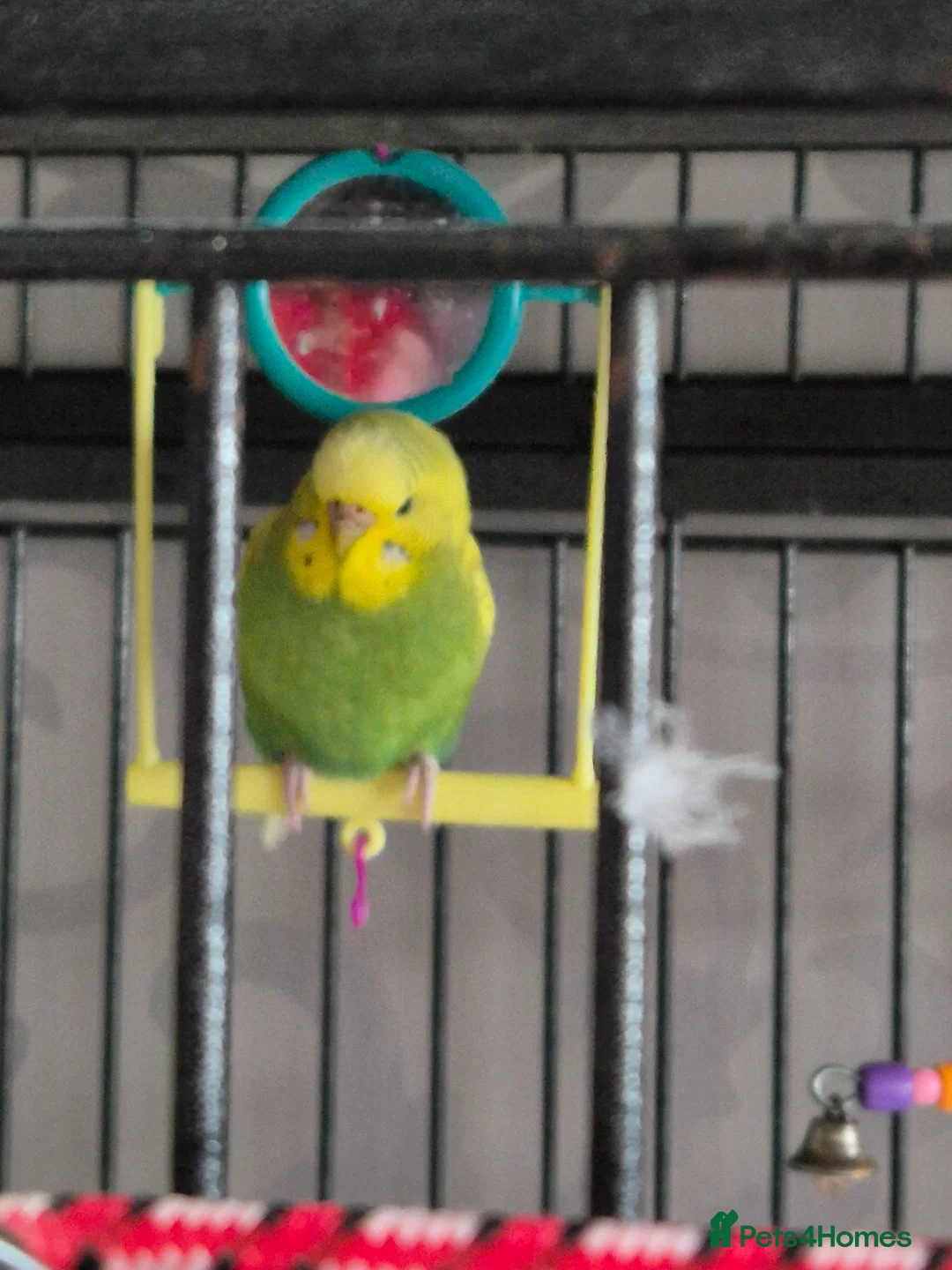 Budgerigars birds for sale: 2 female budgies plus whole cage set up in Canterbury - Advert 6
