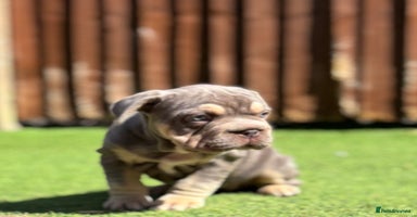 Mixed Breed dogs - Advert 16