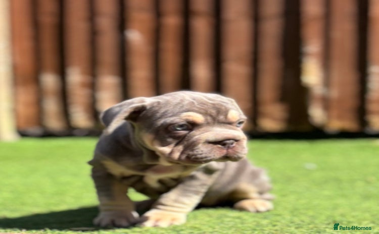Mixed Breed dogs - Advert 1