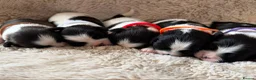 Shih Tzu dogs for sale: Imperial Shih Tzu - Advert 11