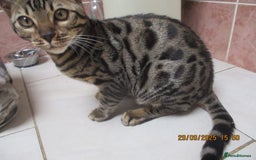 Bengal cats for sale: pedigree male bengals - Image 21