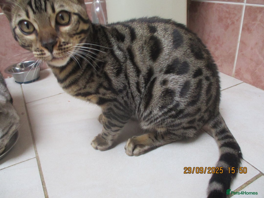 Bengal cats for sale: pedigree male bengals - Image 21