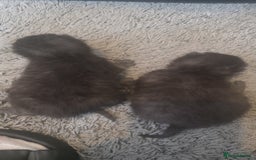Persian cats for sale: 2 Persian boys. Colour is mixed dark grey/black - Image 5