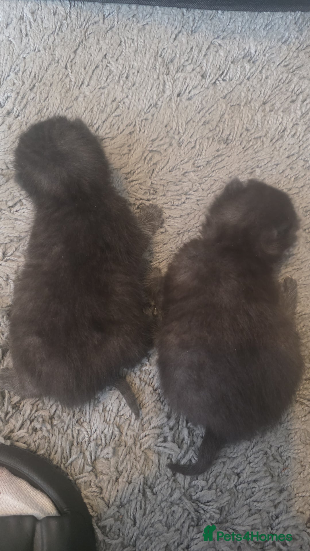 Persian cats for sale: 2 Persian boys. Colour is mixed dark grey/black - Image 5