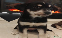 Siberian Husky dogs for sale: Husky Puppies  - Image 7