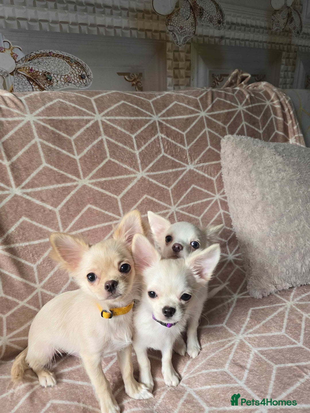 Chihuahua dogs for sale: 3 Handsome (KC) Chihuahua boys left (New photos) - Image 5