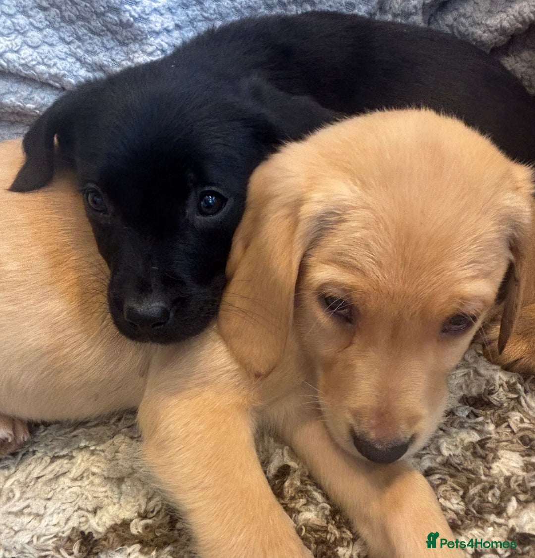 Labrador Retriever dogs for sale: Mixed Litter of Labrador Retriever Puppies - Advert 5