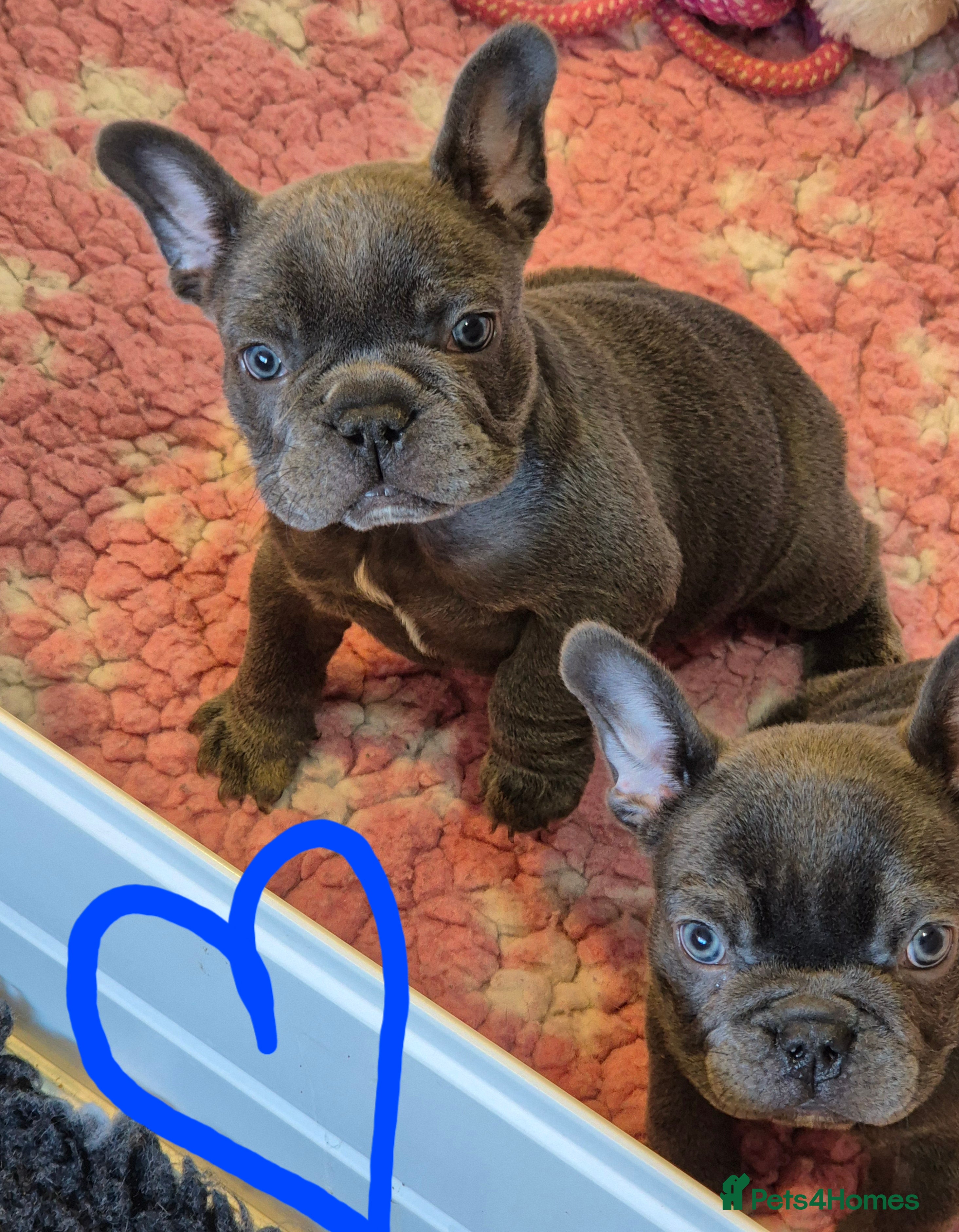 French Bulldog dogs Stunning Lilac Boy, 5* council Licensed Breeder. - Advert 18