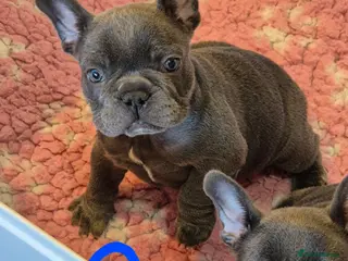 French Bulldog dogs Stunning Lilac Boy, 5* council Licensed Breeder. - Advert 18