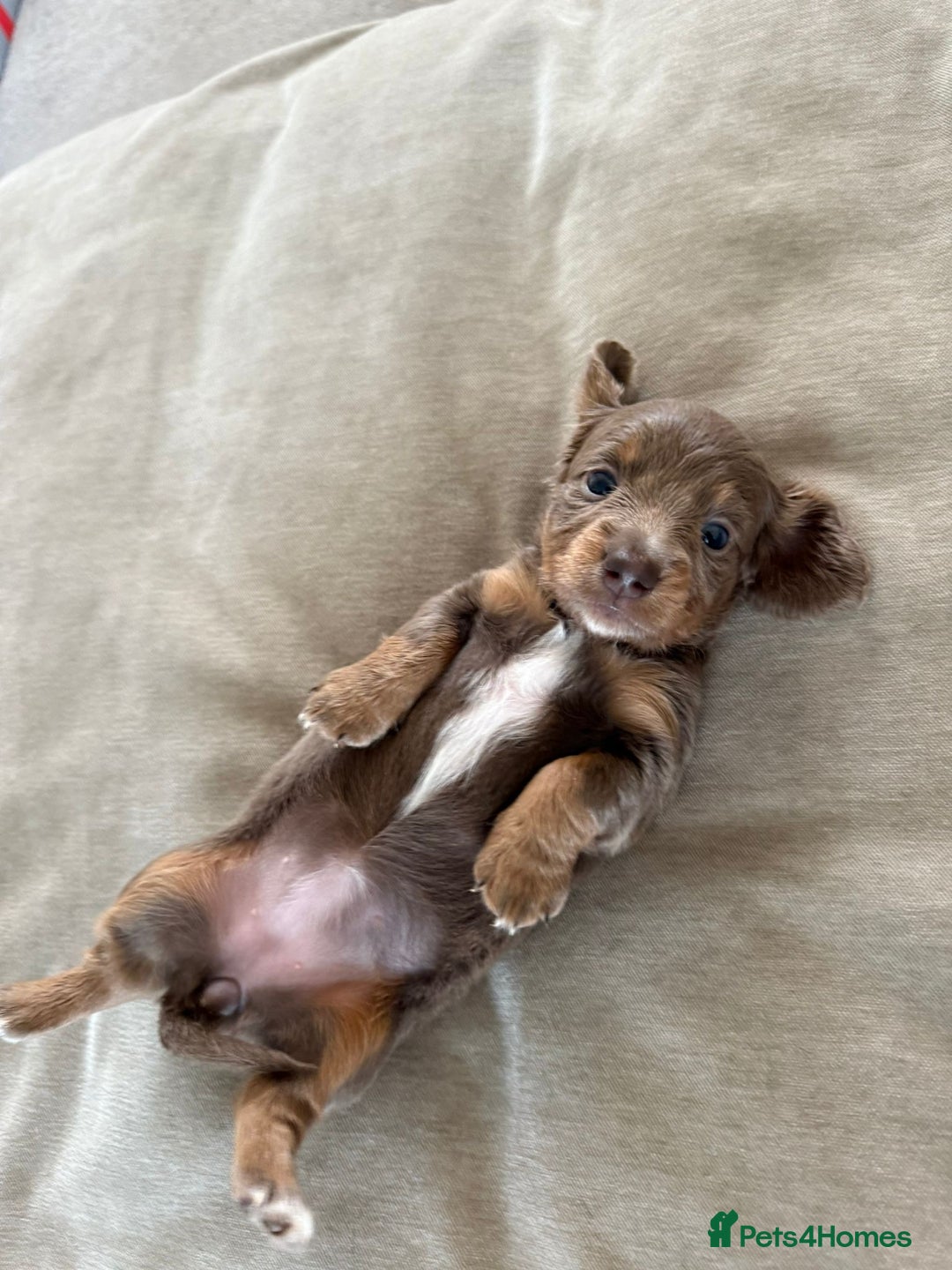 Miniature Dachshund dogs for sale: Miniature Dachshund puppies boys and girls  - Image 3