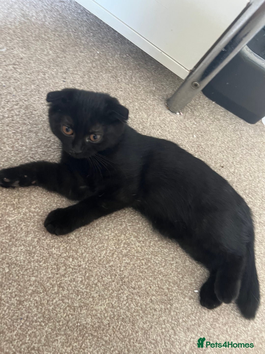 British Shorthair cats for sale: Female British Shorthair looking for home - Image 11