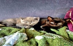 British Shorthair cats for sale: Last British shorthair kitten available! - Image 12