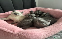 British Shorthair cats for sale: British shorthair kittens - Image 2