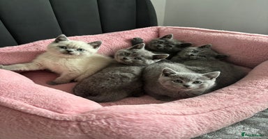 British Shorthair cats - Advert 14