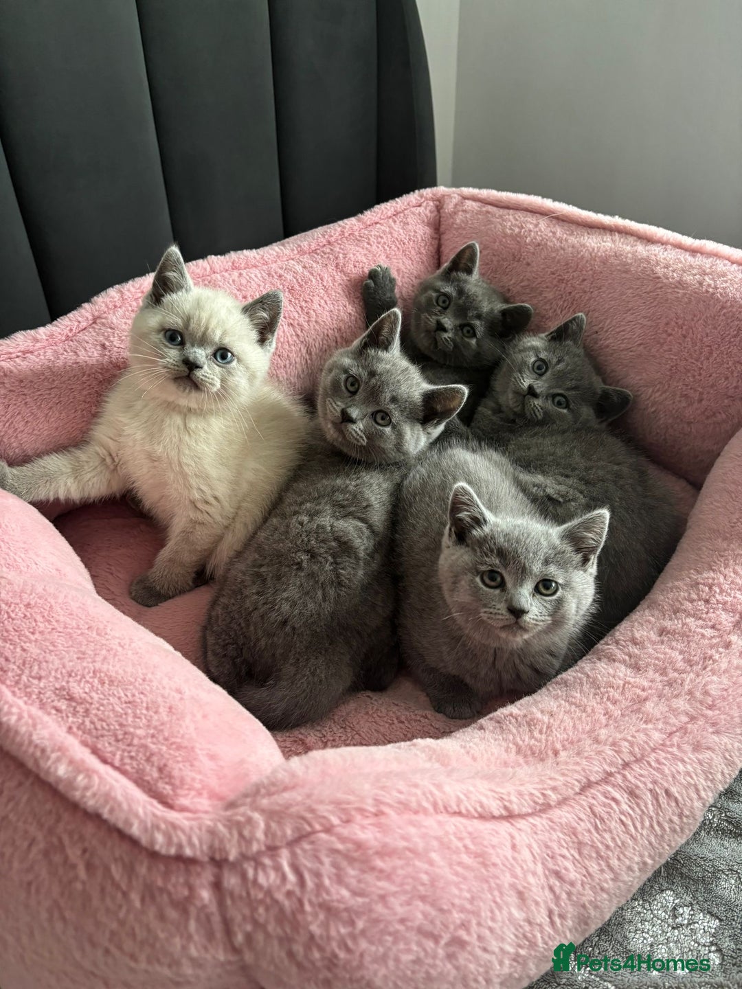 British Shorthair cats for sale: British shorthair kittens - Image 2