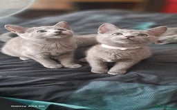Russian Blue cats for sale: TICA Russian Blue Kittens Pedigree - Image 5