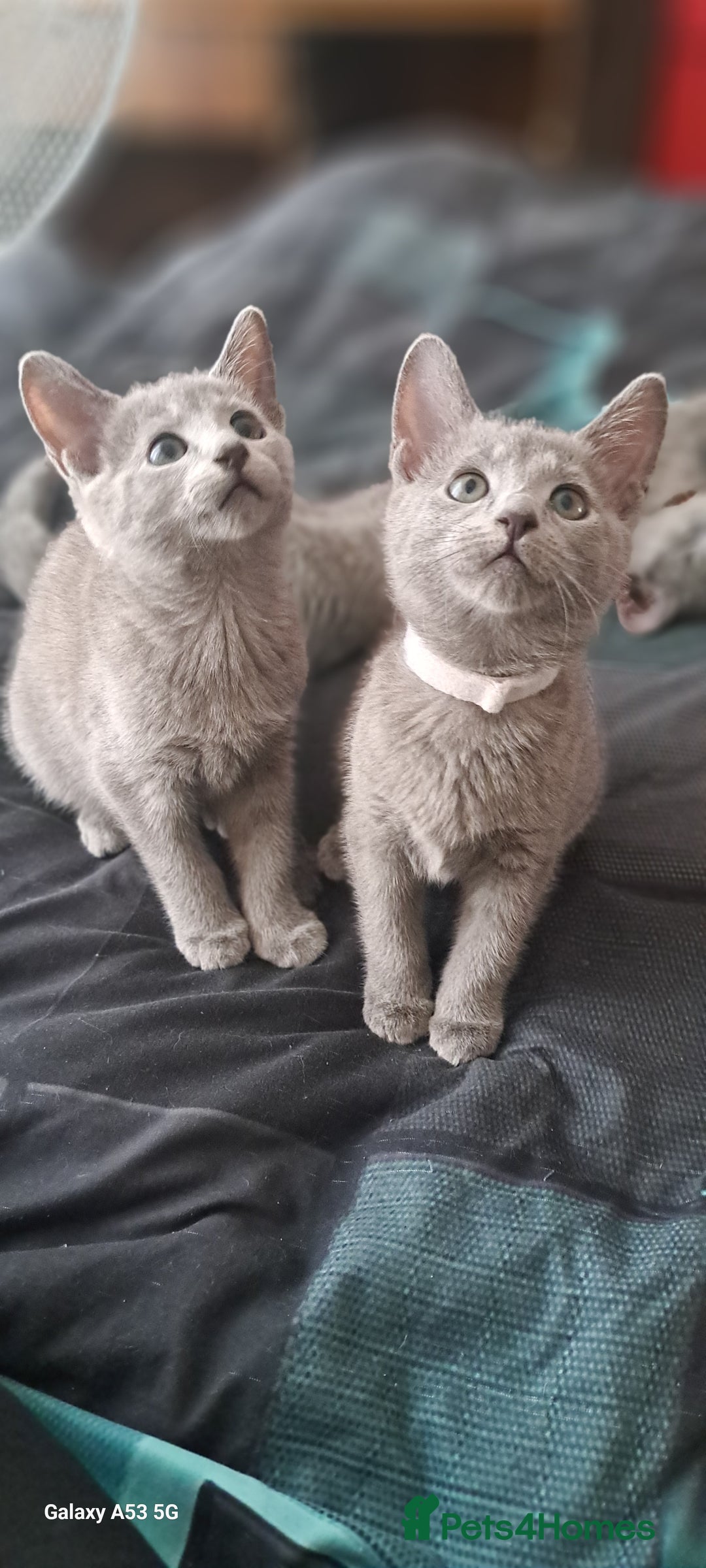 Russian Blue cats for sale: TICA Russian Blue Kittens Pedigree - Image 5