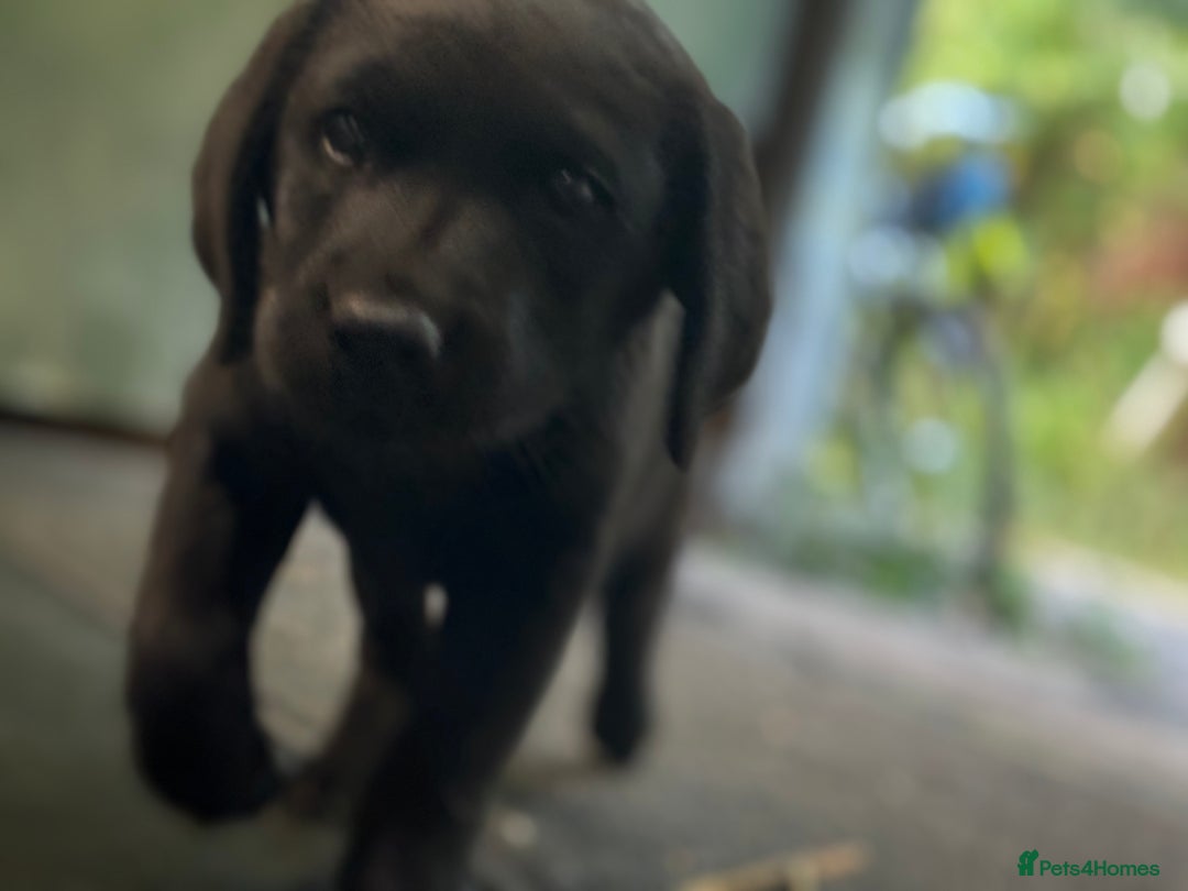 Labrador Retriever dogs for sale: Chunky black little man ready now  - Image 4