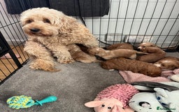Cockapoo dogs for sale: Cockapoo puppies - DNA Health test clear  - Image 29