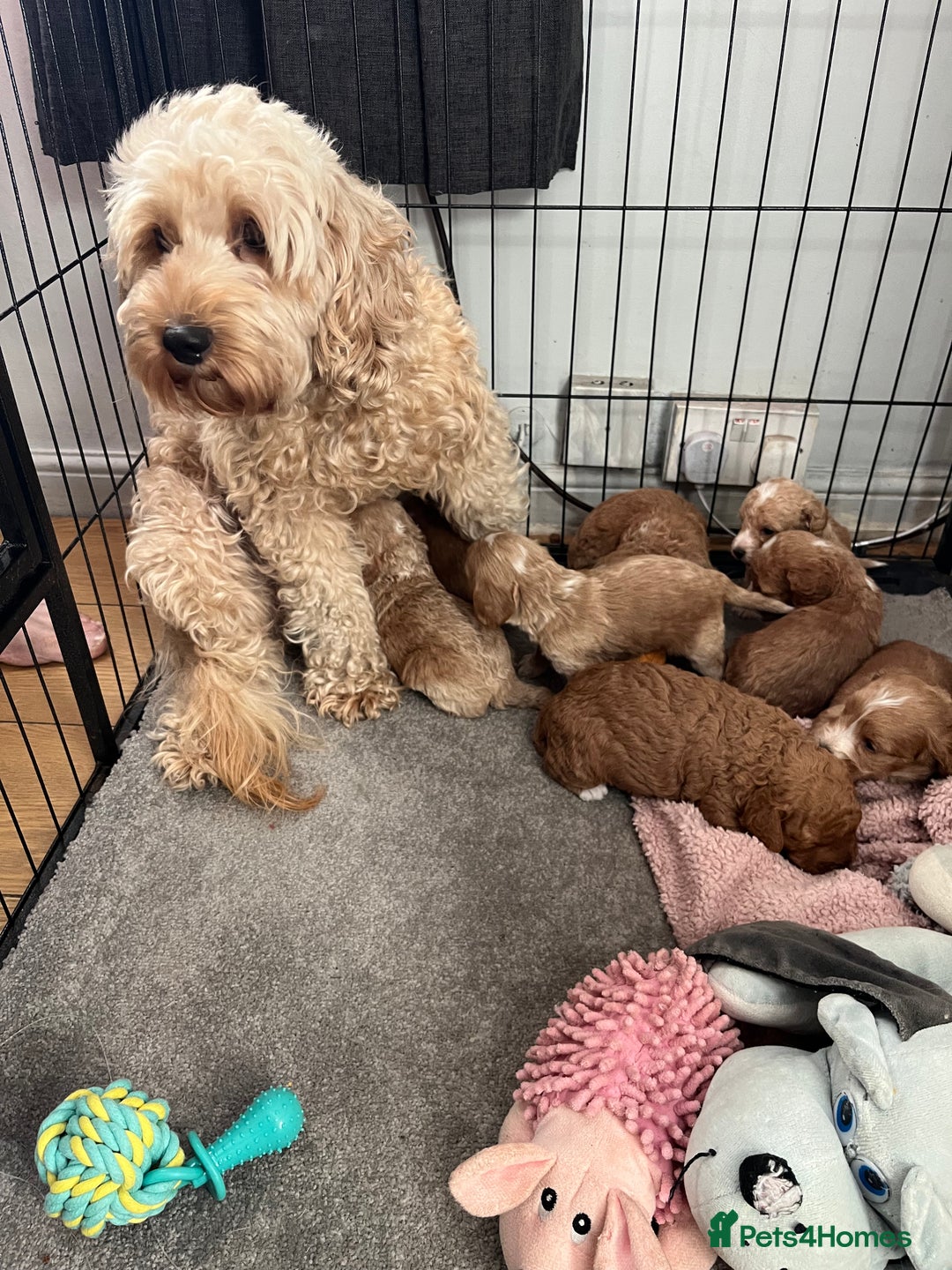 Cockapoo dogs for sale: Cockapoo puppies - DNA Health test clear  - Image 29